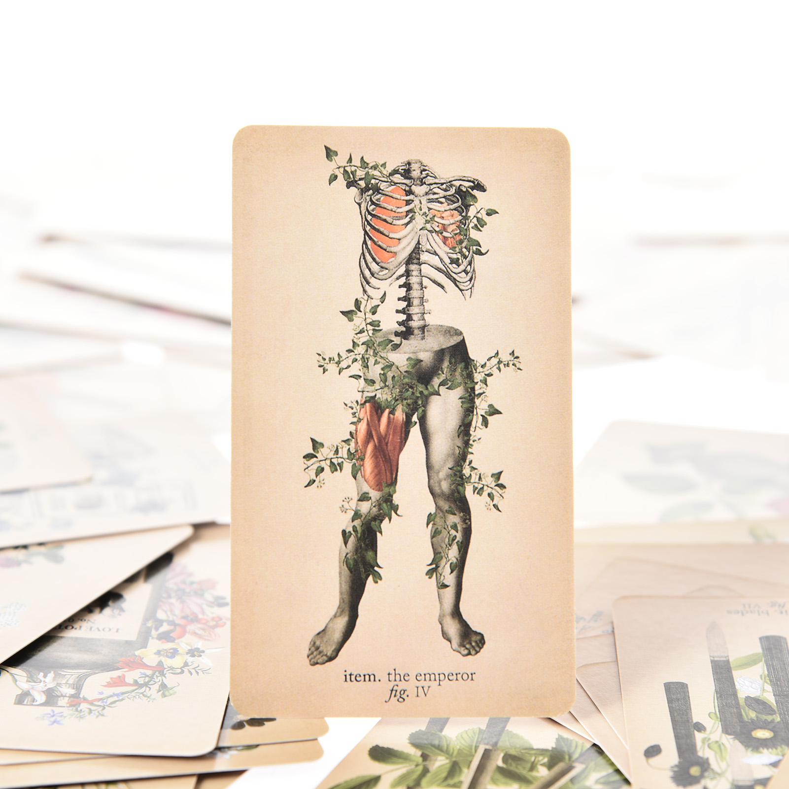 The Antique Anatomy Tarot Card - огляд і ціна Tarot Deck With Guidebook